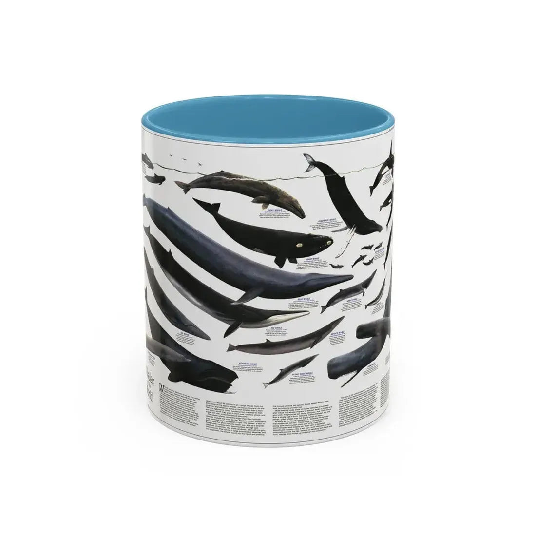 Great Whales of the World (1976) (Map) Accent Coffee Mug 11oz Light Blue - Go Mug Yourself