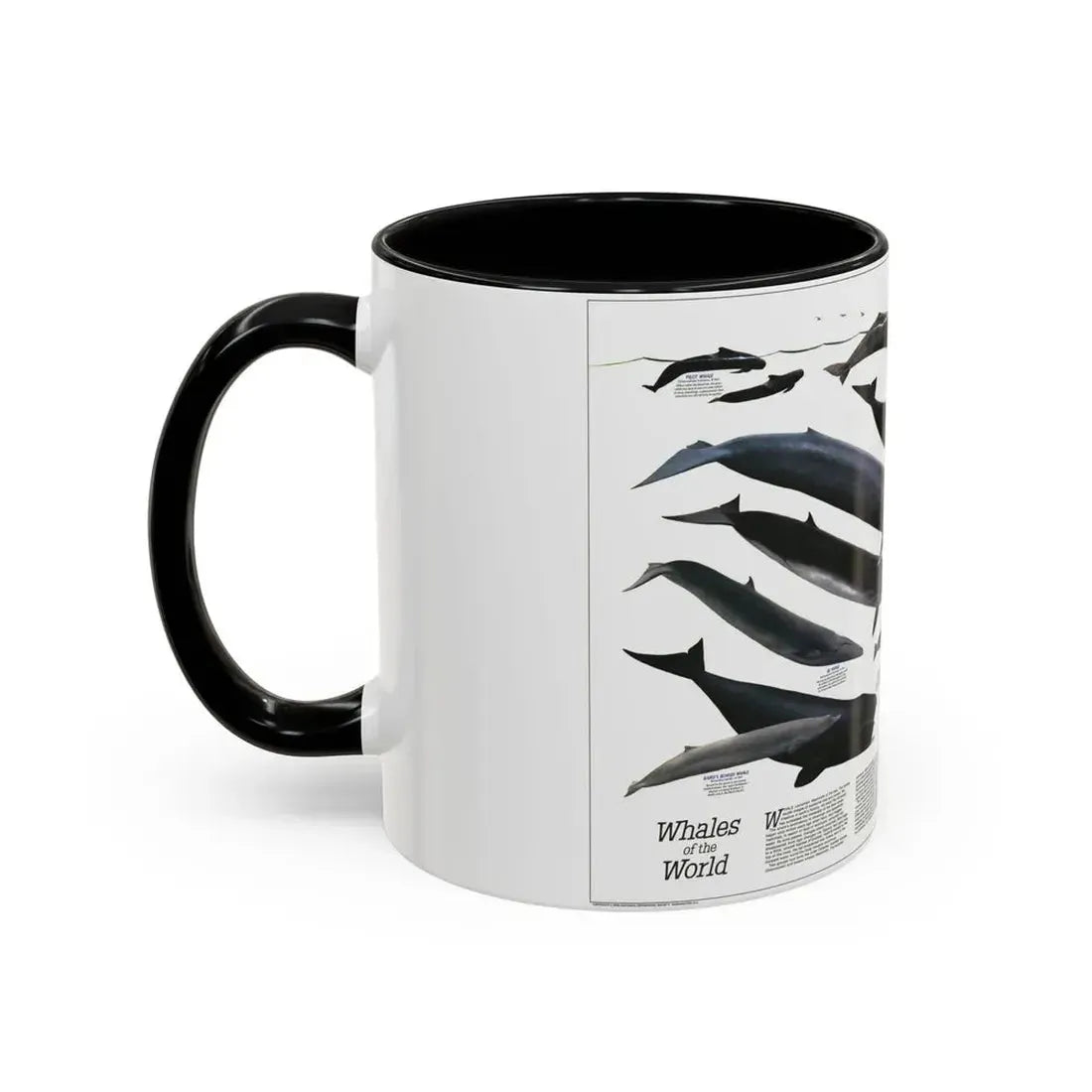 Great Whales of the World (1976) (Map) Accent Coffee Mug - Go Mug Yourself