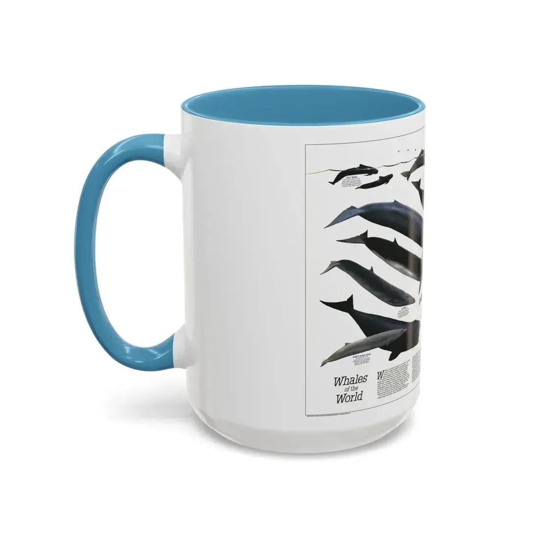 Great Whales of the World (1976) (Map) Accent Coffee Mug - Go Mug Yourself