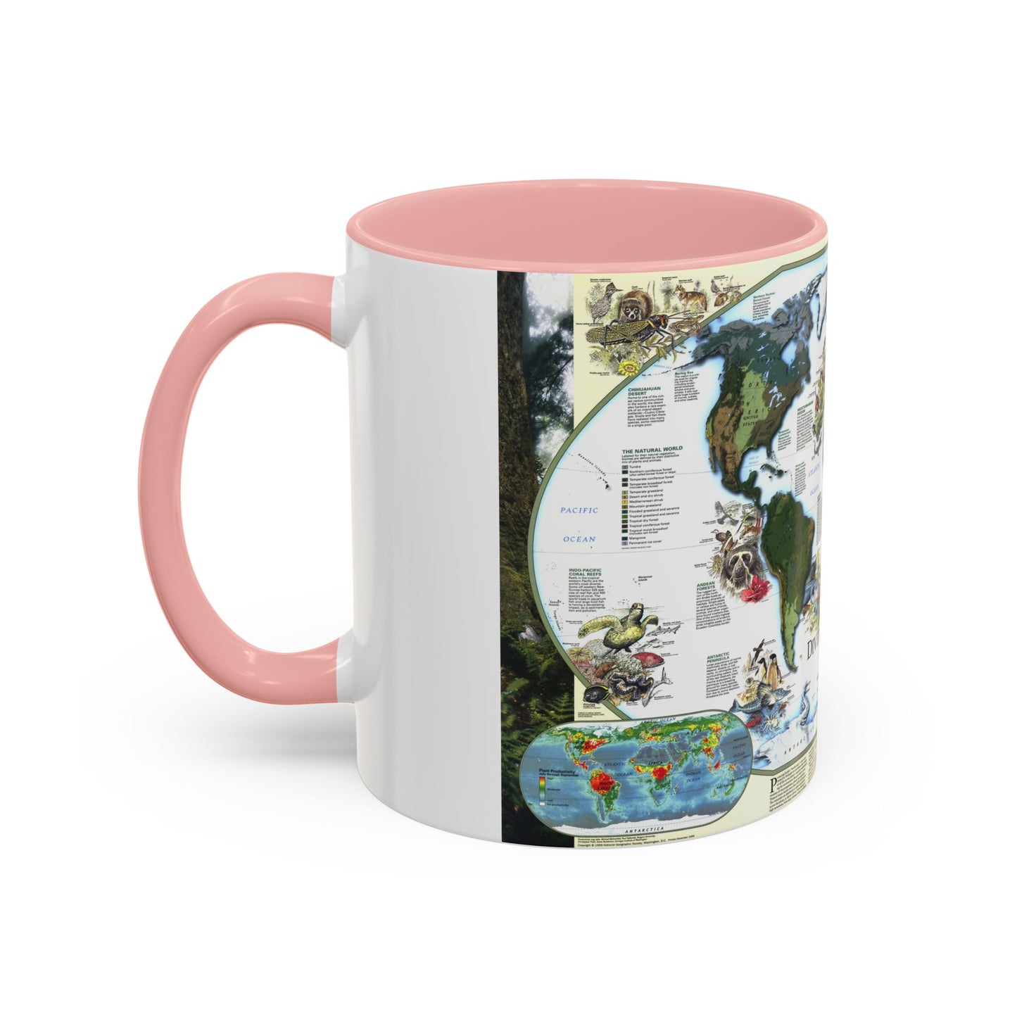 World Map - Diversity of Life (1999) (Map) Accent Coffee Mug