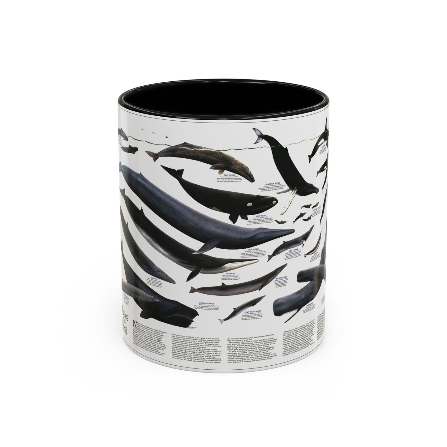 Great Whales of the World (1976) (Map) Accent Coffee Mug